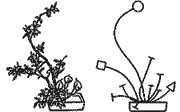 the garden